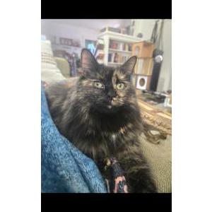 Lost 2 Noodle (Pennsylvania)