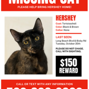 Image of Hershey, Lost Cat