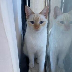 Image of Mishy, Lost Cat
