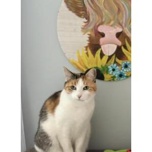 Image of Bliss, Lost Cat
