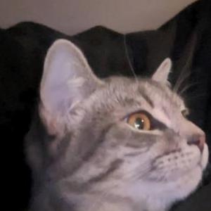2nd Image of jean, Lost Cat
