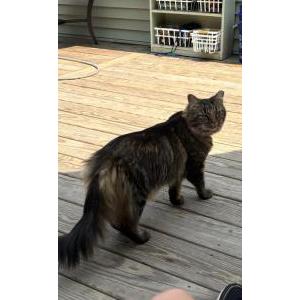 2nd Image of Prince, Lost Cat