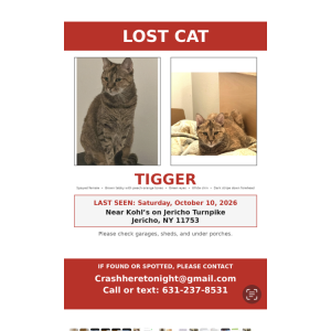 Image of Tigger, Lost Cat