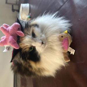 Lost 2 Luna (Alabama)
