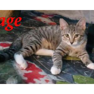 Lost 2 Sage (Oregon)