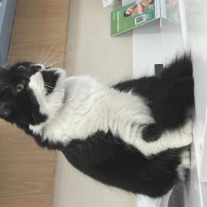 Image of Cookie, Lost Cat