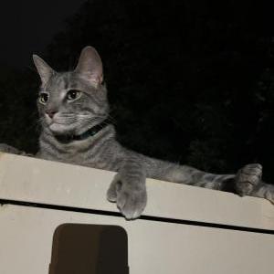 Image of Sepy, Lost Cat