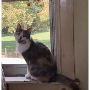 Image of Mae, Lost Cat