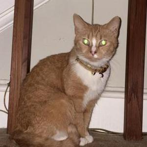 Image of Honey, Lost Cat