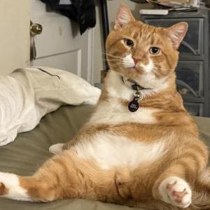 Image of Boogie, Lost Cat