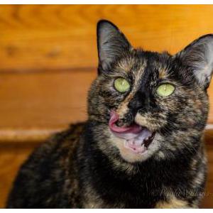 Image of Bella, Lost Cat