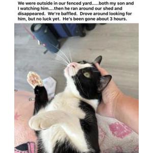 Image of Reggie, Lost Cat