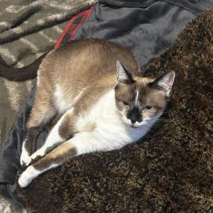 Image of Gato, Lost Cat