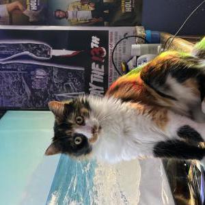 Image of Melon, Lost Cat