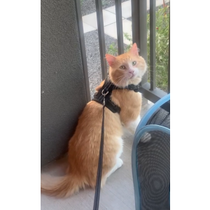 Image of Mango, Lost Cat