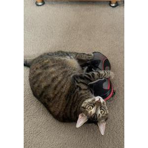 Image of Indie, Lost Cat