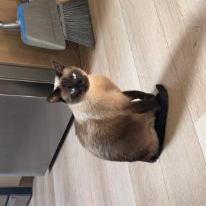 Lost 2 Nobu (CA)