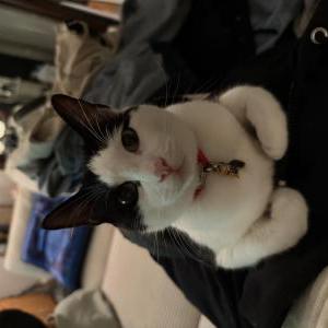 Image of Miso, Lost Cat