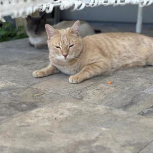 Image of PepperCorn, Lost Cat