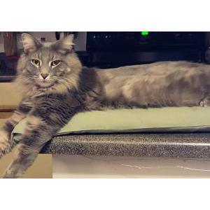 Image of Ms Bailey, Lost Cat