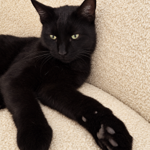 Image of Leo, Lost Cat