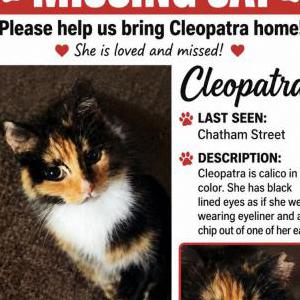 Image of Cleopatra, Lost Cat