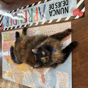 Image of Warrior, Lost Cat