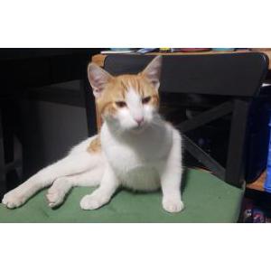 Image of Unknown, Found Cat