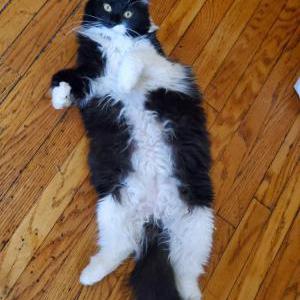 Lost 2 Daisy (CT)