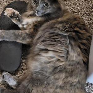 Image of Mittens, Lost Cat