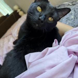 Image of Röki, Lost Cat