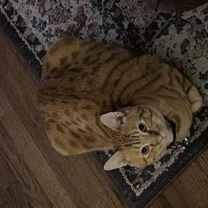 Image of Cinnamon, Lost Cat