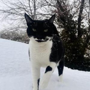 Image of Tianna, Lost Cat
