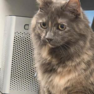 2nd Image of Mittens Baker, Lost Cat