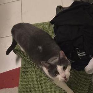 Image of Unknown, Found Cat