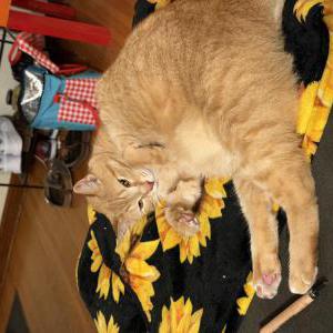 Image of twister, Lost Cat