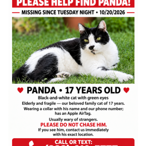 Image of Panda, Lost Cat