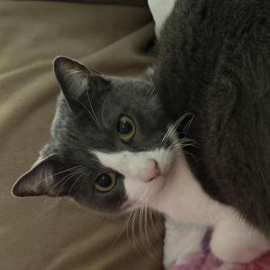 Image of Oliver, Lost Cat