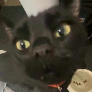 Lost 2 BINX (Alaska)