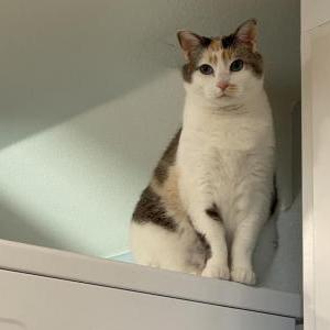 Image of Mochi, Lost Cat