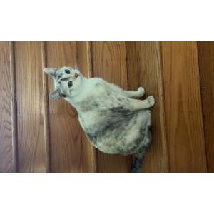 Image of Blake, Lost Cat