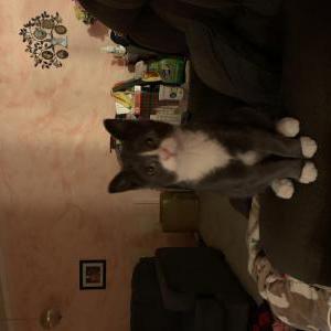 Image of Socks, Lost Cat