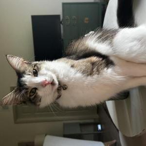 Lost 2 Alphonse (Florida)