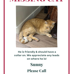 Lost 2 Sunny (AZ)