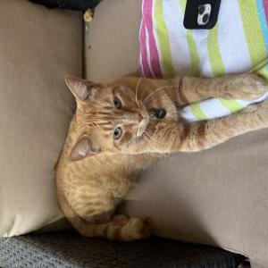 2nd Image of Sunny, Lost Cat