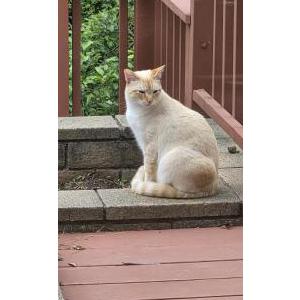 Image of Giovanni, Lost Cat