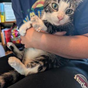 Image of Unknown, Found Cat