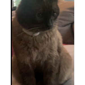 Image of Beastie, Lost Cat