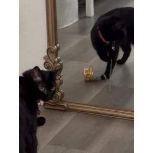 Image of Girly or Little, Lost Cat