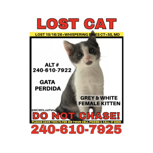 Image of Mochi, Lost Cat
